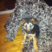 Blanding af racer Liva <3