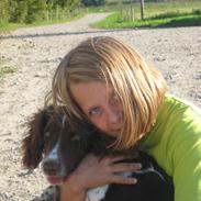 Field Trial spaniel Carlos (Carl Olsen)
