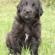 Hovawart Mitzie Hoppla ex Calibur