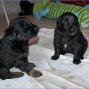 Hovawart Mitzie Hoppla ex Calibur