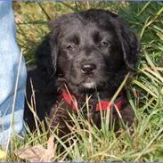 Hovawart Mitzie Hoppla ex Calibur