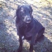 Hovawart Mitzie Hoppla ex Calibur