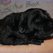 Hovawart Mitzie Hoppla ex Calibur