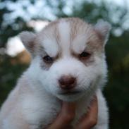 Siberian husky Luca