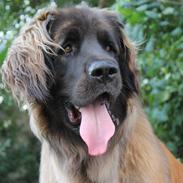 Leonberger Maggie