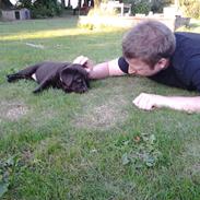 Labrador retriever Dorthealykkens Albi (Nala)