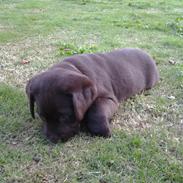 Labrador retriever Dorthealykkens Albi (Nala)