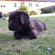 Labrador retriever Dorthealykkens Albi (Nala)