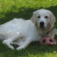 Golden retriever Peka's Zar aka Messi