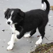 Border collie Bella