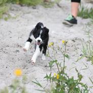 Border collie Bella