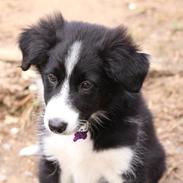 Border collie Bella