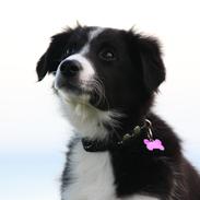 Border collie Bella