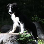 Border collie Bella