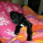 Cocker spaniel Mille