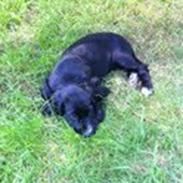 Cocker spaniel Mille