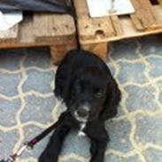 Cocker spaniel Mille