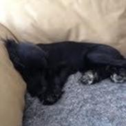 Cocker spaniel Mille