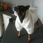 Dvaergpinscher Rødkildes Ronja<3