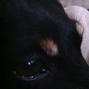 Dvaergpinscher Rødkildes Ronja<3