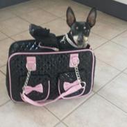 Dvaergpinscher Rødkildes Ronja<3