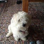 Coton de tulear Nutella