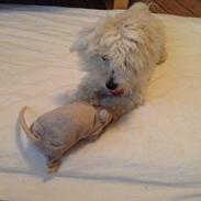 Coton de tulear Nutella