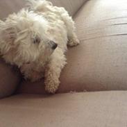 Coton de tulear Nutella