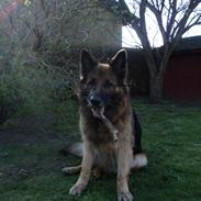 Schæferhund Freja