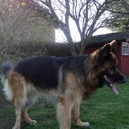 Schæferhund Freja