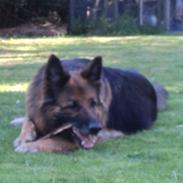 Schæferhund Freja