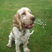 Engelsk springer spaniel Sofus