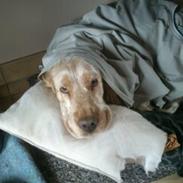 Engelsk springer spaniel Sofus