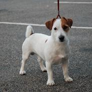 Jack russell terrier Kajsenborg's Jack Sparrow