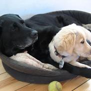 Golden retriever Wiki