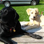 Golden retriever Wiki