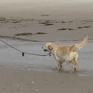 Golden retriever Mella´s Cherry Blosson