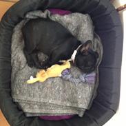 Fransk bulldog Cisseline "Lia" Charming Noir. 