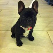 Fransk bulldog Cisseline "Lia" Charming Noir. 