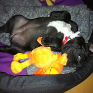 Fransk bulldog Cisseline "Lia" Charming Noir. 