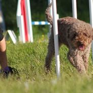 Lagotto romagnolo Chilli, Angeli mia
