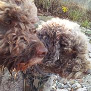 Lagotto romagnolo Chilli, Angeli mia