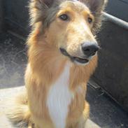 Blanding af racer Freya