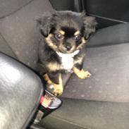 Blanding af racer Rollo