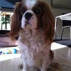 Cavalier king charles spaniel Felix