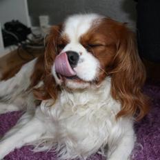 Cavalier king charles spaniel Felix