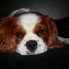 Cavalier king charles spaniel Felix