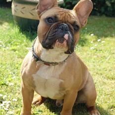 Fransk bulldog King Dumm-dumm Royal-of-France