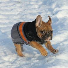 Fransk bulldog King Dumm-dumm Royal-of-France