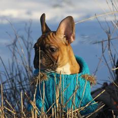 Fransk bulldog King Dumm-dumm Royal-of-France